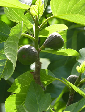 Fig Tree